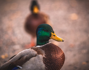 Mallard couple. 