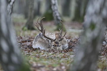 Naklejka premium daim