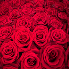 Rote Rosen zum Valentinstag