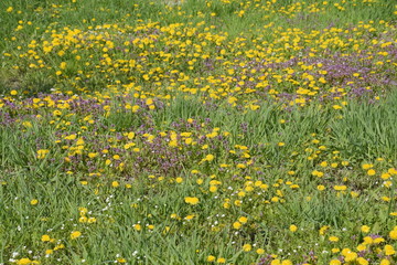 Flowering dandelions in the clearing. Meadow with dandelions