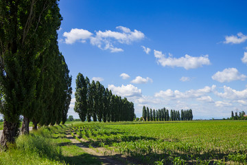 Italian countryside with poplar trees. Emilia Romagna. Italy