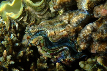 Riesenmuschel im Roten Meer Ägypten