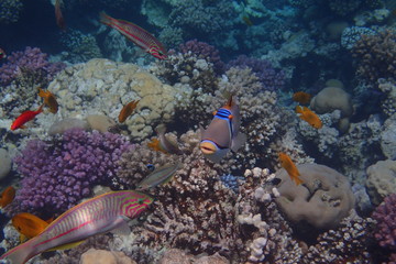 Unterwasserwelt im Roten Meer Ägypten