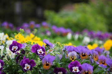 viola 