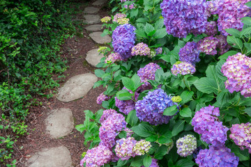 Obraz premium Beautiful blue hydrangeas blossoming next to garden path - Selective focus on flowers