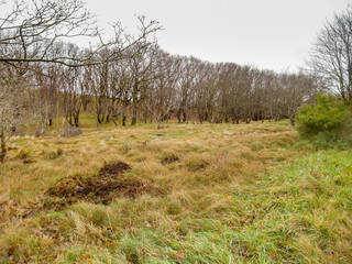 coastal dune scenery