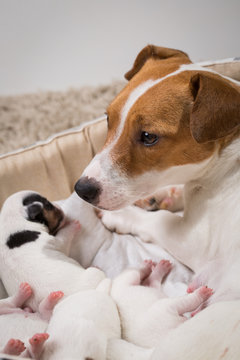 dog feeds the puppies,  Jack Russell Terrier