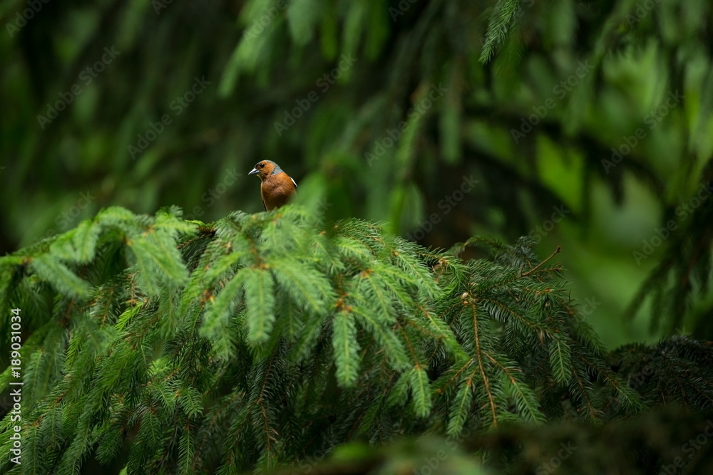 Wall mural fringilla coelebs. photographed in the czech republic. spring nature. from bird life. bird on the tr