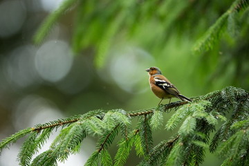 Fringilla coelebs. Photographed in the Czech Republic. Spring nature. From bird life. Bird on the tree. Green Tree. Beautiful picture. The wild nature of the Czech Republic. Europe. Czech Republic. Sp