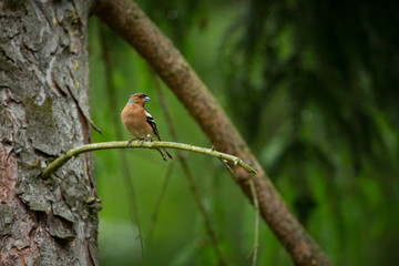 Fringilla coelebs. Photographed in the Czech Republic. Spring nature. From bird life. Bird on the tree. Green Tree. Beautiful picture. The wild nature of the Czech Republic. Europe. Czech Republic. Sp