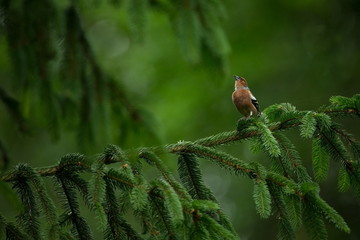Fringilla coelebs. Photographed in the Czech Republic. Spring nature. From bird life. Bird on the tree. Green Tree. Beautiful picture. The wild nature of the Czech Republic. Europe. Czech Republic. Sp