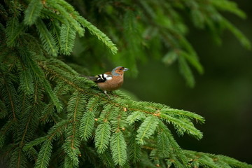 Fringilla coelebs. Photographed in the Czech Republic. Spring nature. From bird life. Bird on the tree. Green Tree. Beautiful picture. The wild nature of the Czech Republic. Europe. Czech Republic. Sp