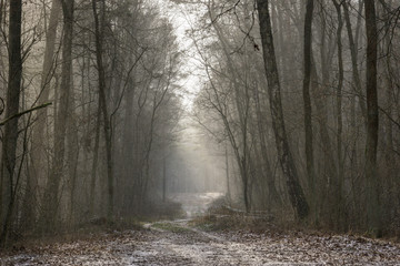 Sunny winter day in a forest.