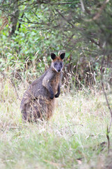 Fototapeta premium Sumpfwallaby (Wallabia bicolor) auf Phillip Island, Victoria, Australien.
