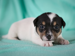 Jack Russell puppy