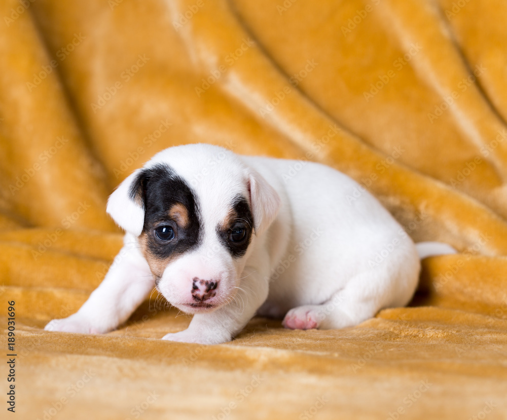 Wall mural Jack Russell puppy