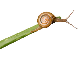 Snail walking on aloe vera isolated on white background helath care beauty concept