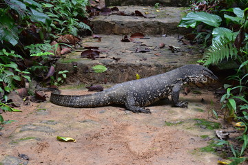 VARAN TERRESTRE AU SRI LANKA