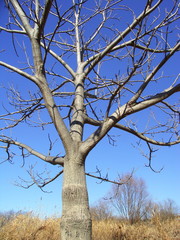枯れ木のある枯れ野風景