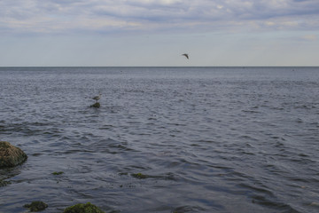 Fototapeta na wymiar Seagulls and herring-gulls at Varna coastline