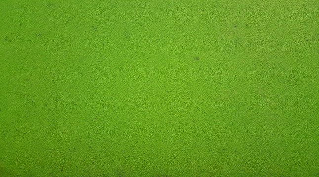 Green Background. Wolffia globosa or Fresh water Alga, Water Meal, Swamp Algae is local food for Thailand.