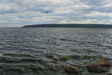 Seagulls and herring-gulls at Varna coastline