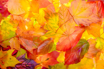 colorful autumn background. red, green and orange autumn leaves.
