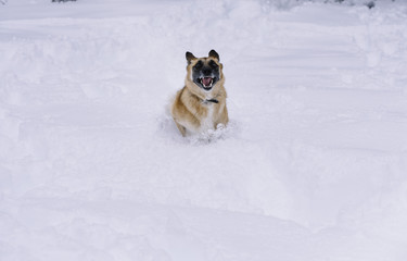 German Shepherd Dog dog in snowy mountain