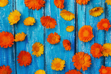 Marigold. texture of bright flowers on a blue wooden background. Concept for summer. Rustic Style