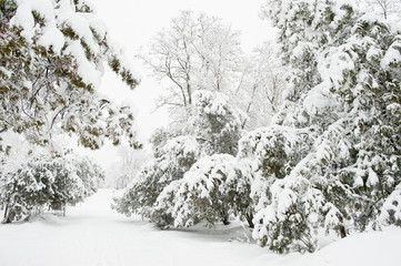 Freshly fallen snow on the trees in the park in winter