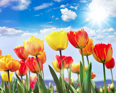 Gl&uuml;ck, Lebensfreude, Fr&uuml;hlingserwachen, Auszeit, Leben: Buntes, duftendes Blumenfeld mit Tulpen m Fr&uuml;hling :)
