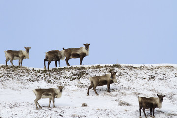 A small herd of reindeers standing on top of a hill in the tundra in winter