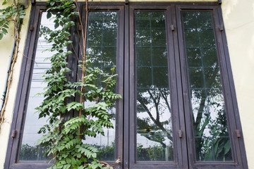 Climbing green ivy on an old widow