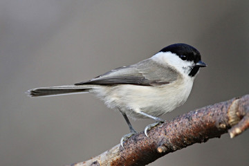 Naklejka premium Grey Tit