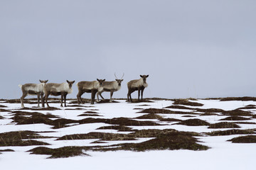 A small herd of reindeers standing on top of a hill in the tundra on a spring day