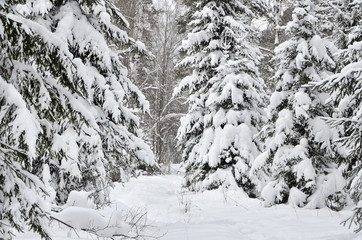 Зимний лес.