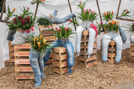 For decoration jeans stuffed with bromelias in a greenhouse in The Netherlands