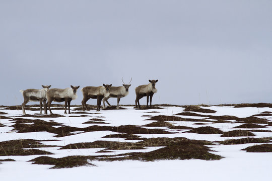 Fototapeta A small herd of reindeers standing on top of a hill in the tundra on a spring day