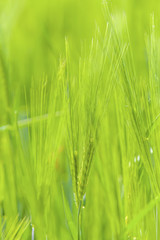 Naklejka premium Green ears of barley 