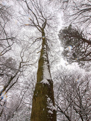Looking up into the canopy of a winter woodland, Herefordshire, UK