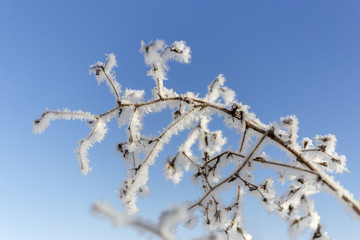 grass covered with frost.