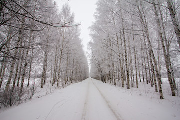 Obraz premium beautiful trees covered with hoarfrost on a winter day