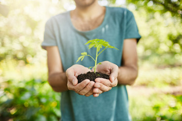 Close up shot of dark-skinned man in blue t-shirt holding plant with green leaves in hands. Gardener shows spout that will grow in his garden. Selective focus