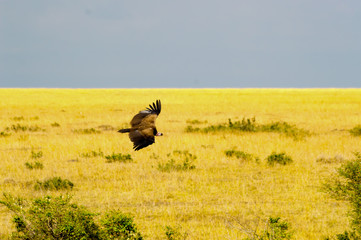 Vulture flying in the savannah of Maasai Mara Park in Kenya