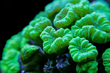 Naklejka premium Caulastrea curvata LPS coral 