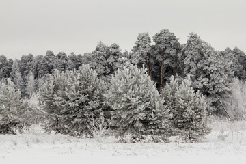 covered with hoarfrost trees on a frosty winter day