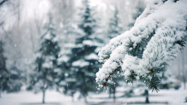 snow falling at the fir trees branches
