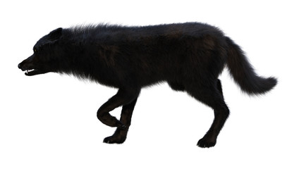 3D Rendering Black Wolf on White