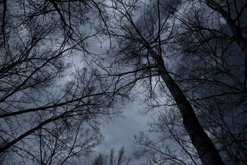 Trees without leaves seen from below with a storm sky in winter