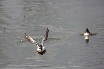Northern shoveler (Spatula clypeata) in Japan